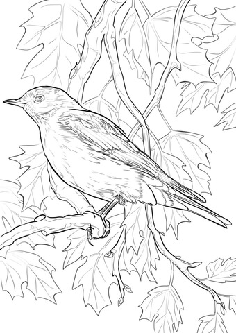 Mountain Bluebird Coloring Page